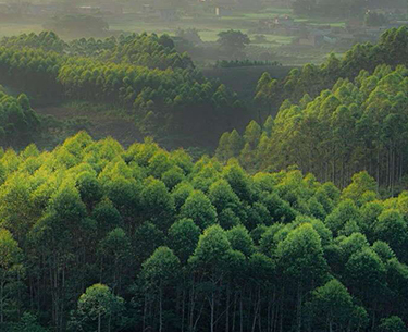 營(yíng)造林工程